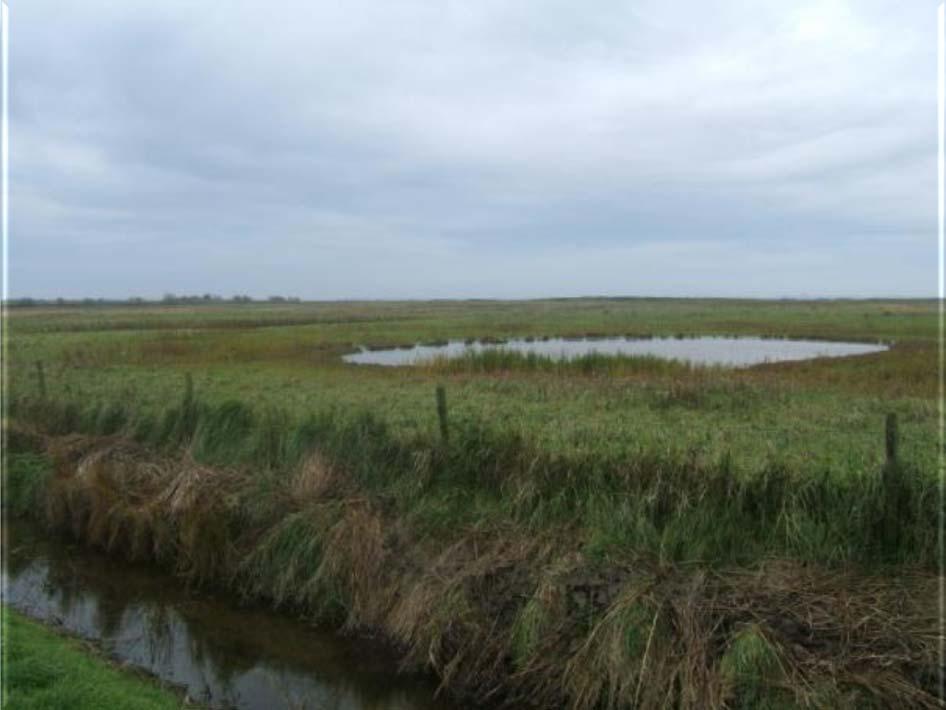 Tijdens onze tocht zien we regelmatig blauwe reigers, lepelaars en grauwe ganzen.