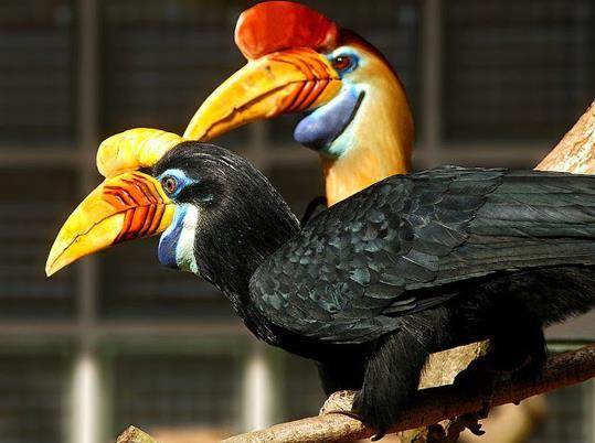 Inzendersklassement: Beste vijftal kampioen wordt de inzender die met zijn 5 hoogst gewaardeerde EK vogels opgeteld het hoogste aantal punten heeft behaald.