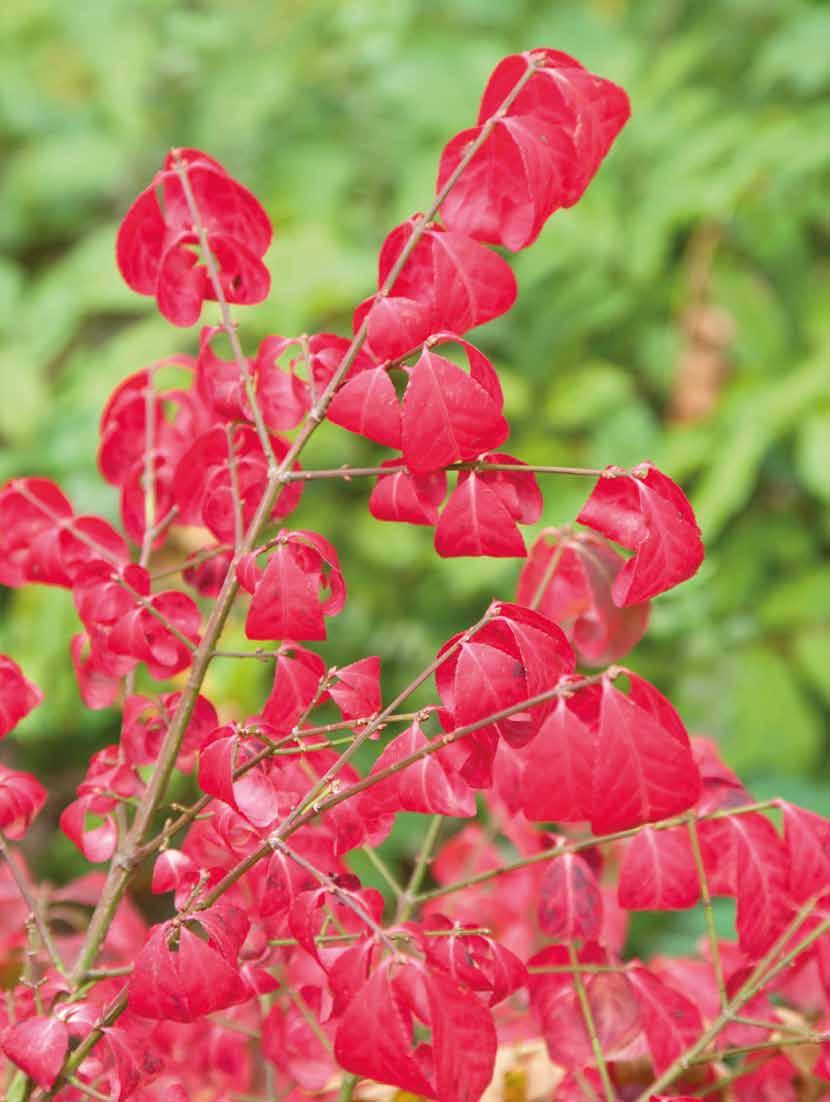 Kardinaalsmuts Plant met een duidelijke tweedeling Bij de kardinaalsmuts (Euonymus) is er een duidelijke tweedeling te zien.