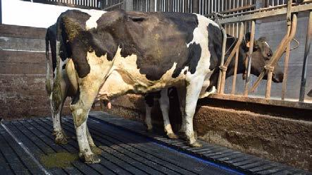 Voerstoep Dairy step is een rubber voerstoep die wordt bevestigd tegen het voerhek. De Dairy Step is gevormd uit rubber dat dient als een opstapje. Hierdoor staan de koeien hoger aan het voerhek.