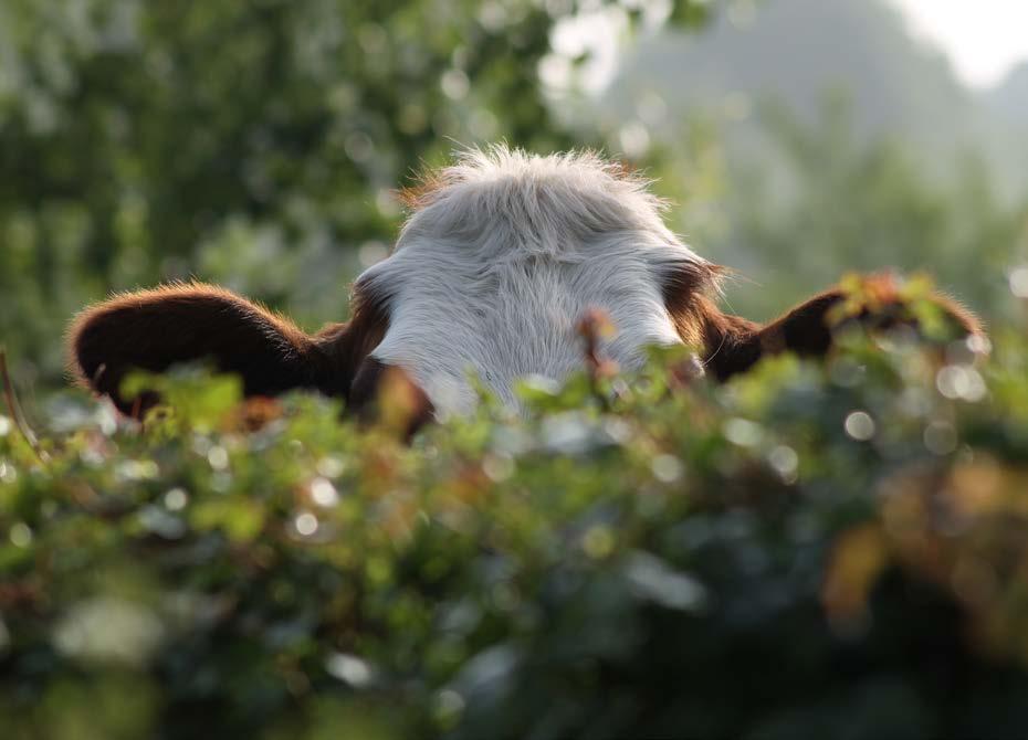 Waarom V17 agro? Wij staan voor het snel en eenvoudig verbeteren van dierenwelzijn in de stal. Daarnaast dragen we duurzaam bij aan innovatieve oplossingen voor ammoniakreductie.