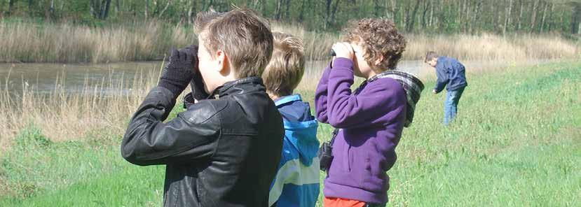 Buitenles groep 7 De kinderen kiezen een vogel, bijvoorbeeld de merel, die veel voorkomt bij school en verzamelen allerlei informatie over deze soort.