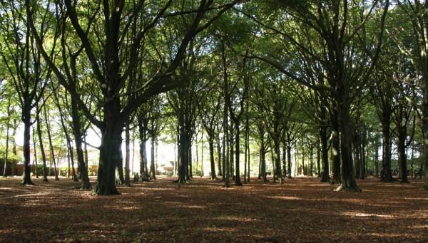 Naast ons heem ligt een grasveld ter grootte van een voetbalveld waar