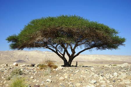 Acaciaboom / Sittemboom Beeld van de