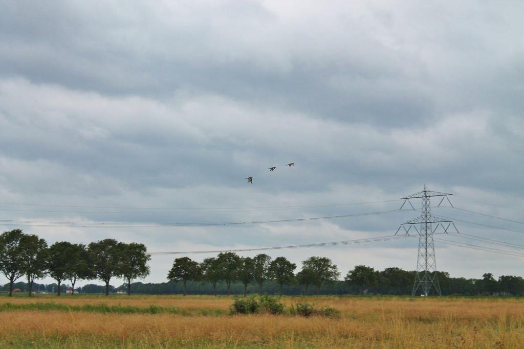 3e update, 3 augustus 2018 Het was opnieuw een mooi weidevogeljaar. Ondanks de extreme droogte hebben de grutto s langs de Peel weer minstens 15 vliegvlugge kuikens afgeleverd.