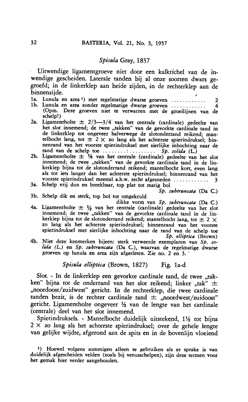 Sp. solida Mantelbocht 32 BASTERIA, Vol. 21, No. 3, 1957 Spisula Gray, 1837 Uitwendige ligamentgroeve niet door een kalkrichel van de inwendige gescheiden.