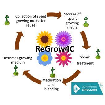 Joluplant: ReGrow4C Idee van chrysantenteler Joluplant - opgebruikt aardbeiensubstraat - Stoomproces - Klaar om te hergebruiken als substraat voor chrysanten