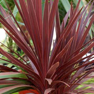 Cordyline