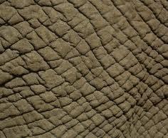 De huid van de Afrikaanse olifant (2) heeft veel rimpels.