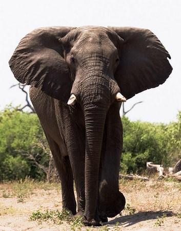 7. De oren Ook de oren van een olifant vallen direct op. Zeker de oren van de Afrikaanse olifant zijn groot. Olifanten hebben hun oren niet alleen om te horen.
