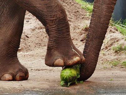 8. De poten en voeten De poten van de olifant zijn dik en stevig. Olifanten kunnen urenlang staan.