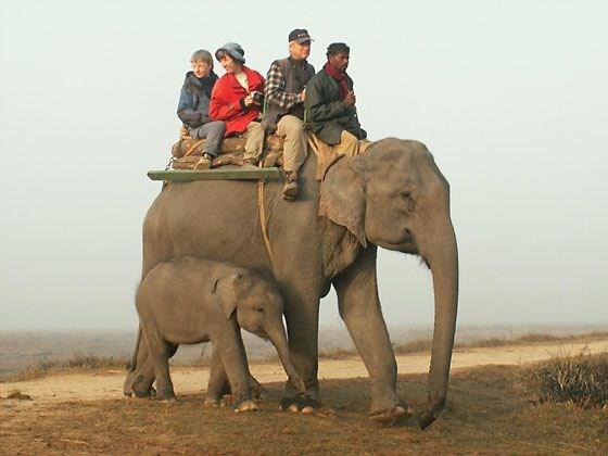 De Aziatische olifant is daarvoor het meest geschikt. Voor het werk werden en worden alleen vrouwtjes gebruikt. Mannetjes kunnen in sommige perioden wild en gevaarlijk zijn.
