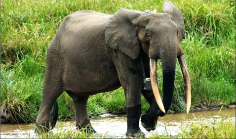 De Afrikaanse bosolifant De bosolifant is een stuk kleiner dan de savanneolifant. De bosolifant is ongeveer 2 ½ meter hoog.
