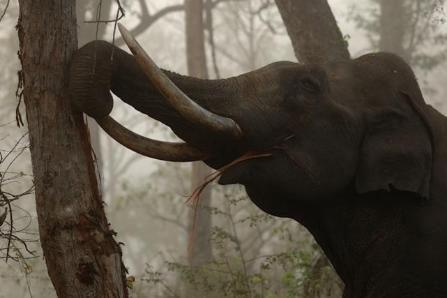 De Afrikaanse bosolifant De bosolifant zwerft aan de rand van bossen en in bossen rond.