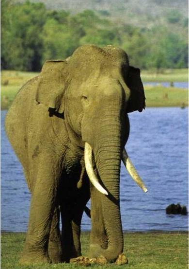2. De Aziatische olifant De Aziatische olifant is de derde soort olifant. Deze olifant leeft in Aziatische landen als India, Maleisië en Thailand.