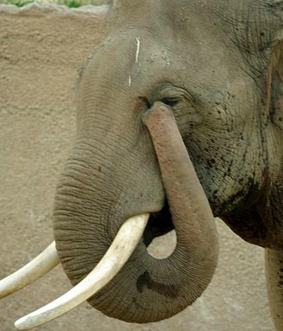 Verder maakt de olifant zijn ogen de douche schoon met de slurf. Ook sproeit hij er zand mee op zijn rug.
