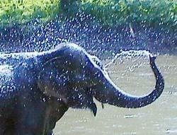Met de slurf kan de olifant ook voelen en tekens geven aan andere olifanten.