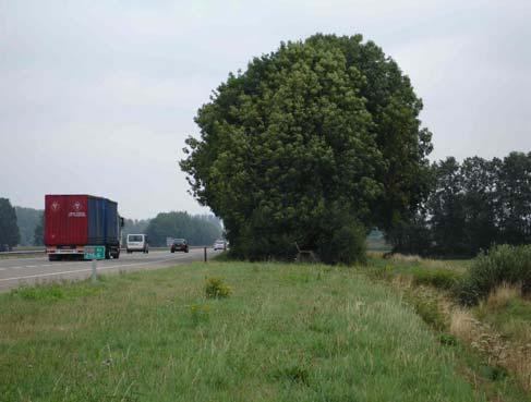 2 Beschrijving maatregel De maatregel behelst het aanbrengen van vegetatie in de vorm van struiken en bomen ten einde de luchtkwaliteit langs snelwegen te verbeteren.
