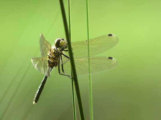 Figuur 11. Oostelijke witsnuitlibel (Leucorrhinia albifrons) 27-06-2009, Polen. Male Leucorrhinia albifrons (Foto: Jordi Strijdhorst). Figuur 12.