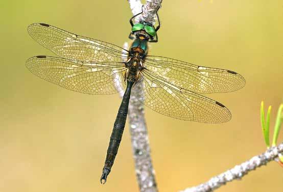 Hoogveenglanslibel (Somatochlora arctica) Rode Lijst 2011: Ernstig bedreigd Rode Lijst 1997: Ernstig bedreigd IUCN Nederland 2011: Vulnerable IUCN Europa 2010: Least Concern Nederlandse criteria