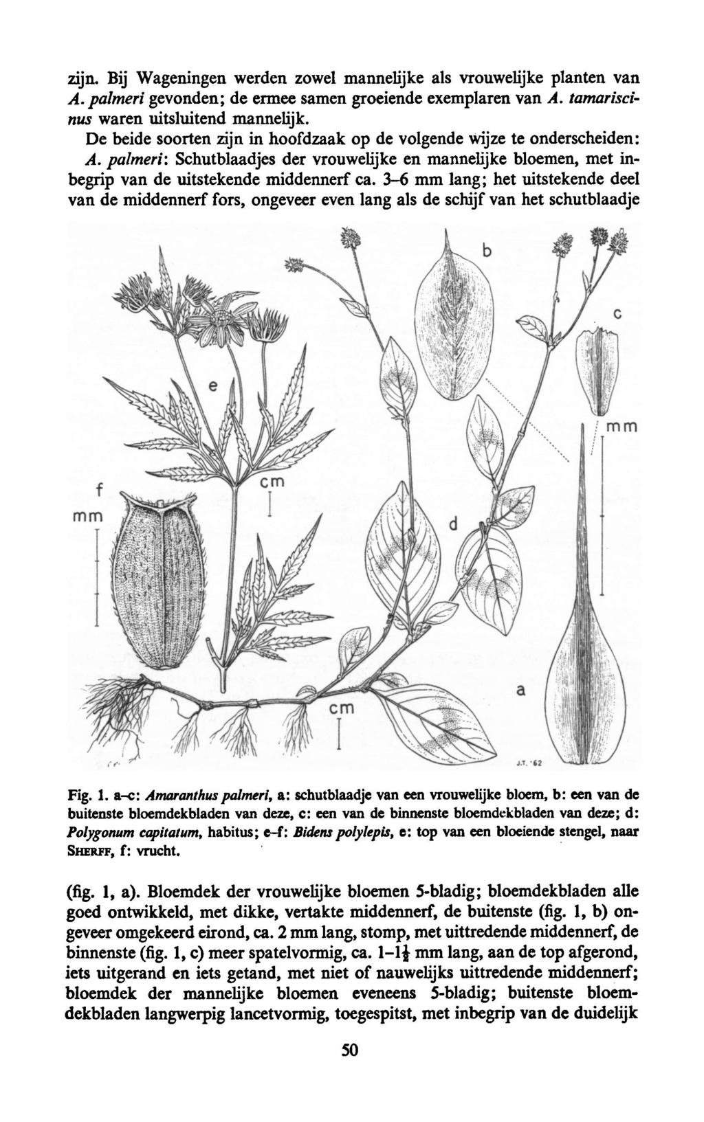 zijn. Bij Wageningen werden zowel mannelijke als vrouwelijke planten van A. palmeri gevonden; de ermee samen groeiende exemplaren van A. tamariscinus waren uitsluitend mannelijk.