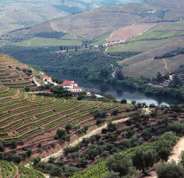 Excellente Douro Port Quinta da Romaneira is een historische wijngaard, gelegen in de Douro vallei in Noord-Portugal en behoort tot het Werelderfgoed van UNESCO.