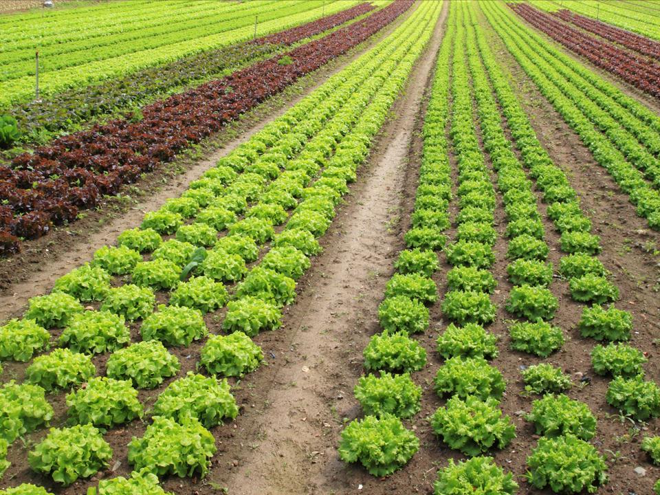 Agriculture De uitdagingen van een Biobased Economy voor het