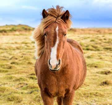 EXCURSIES IN/VANUIT REYKJAVÍK PAARDRIJTOCHT HORSE RIDING COUNTRYSIDE CHARM EH1A Maak kennis met de IJslander, een zuiver paardenras. Tot de 9de eeuw leefden er geen paarden op IJsland.