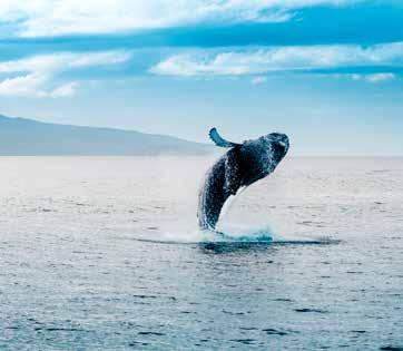 EXCURSIES IN NOORD-IJSLAND WALVISSPOTTEN VANUIT HÚSAVIK NS-1 Walvisspotten mag niet ontbreken op het programma! IJsland is een van s werelds beste bestemmingen om de reuzen van de oceaan te spotten.
