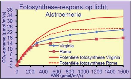 25 fotoynthese [umol CO2/(m2 s)] 20 15 10 5 0 0 200 400 600 800 1000 1200 1400 1600 PAR-intensiteit [umol PAR/(m2 s)] Figuur 39 Lichtrespons van de netto fotosynthese van het KASPRO Alstroemeria
