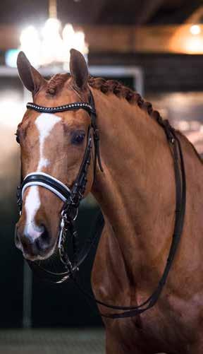 PSG 4 Zypriano Blue Hors Zack - Duntroon 2011 Impressive with a impeccable character Few horses possess a canter as good as this handsome