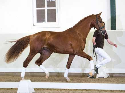 She is the third predicate-rich mare in Let s Go Sollenburg s dam-line. www.excellentdressagesales.