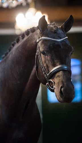 11 Laec Dream Boy - Contango 2016 A stallion that has it all Black Beauty would certainly be an appropriate nickname for this handsome black stallion.