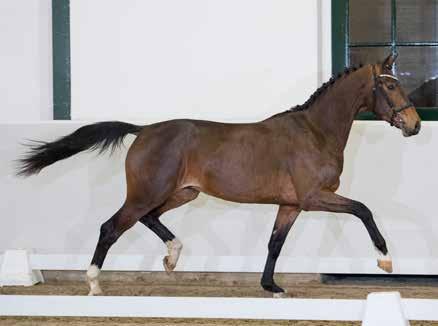 She is also a half-sister to the Olympic dressage horse Arnoldo Thor.