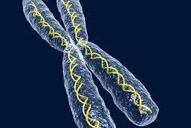 Veel verschillende combinaties Stel dat van een chromosomenpaar één van de twee kanten in een geslachtscel terecht komt.