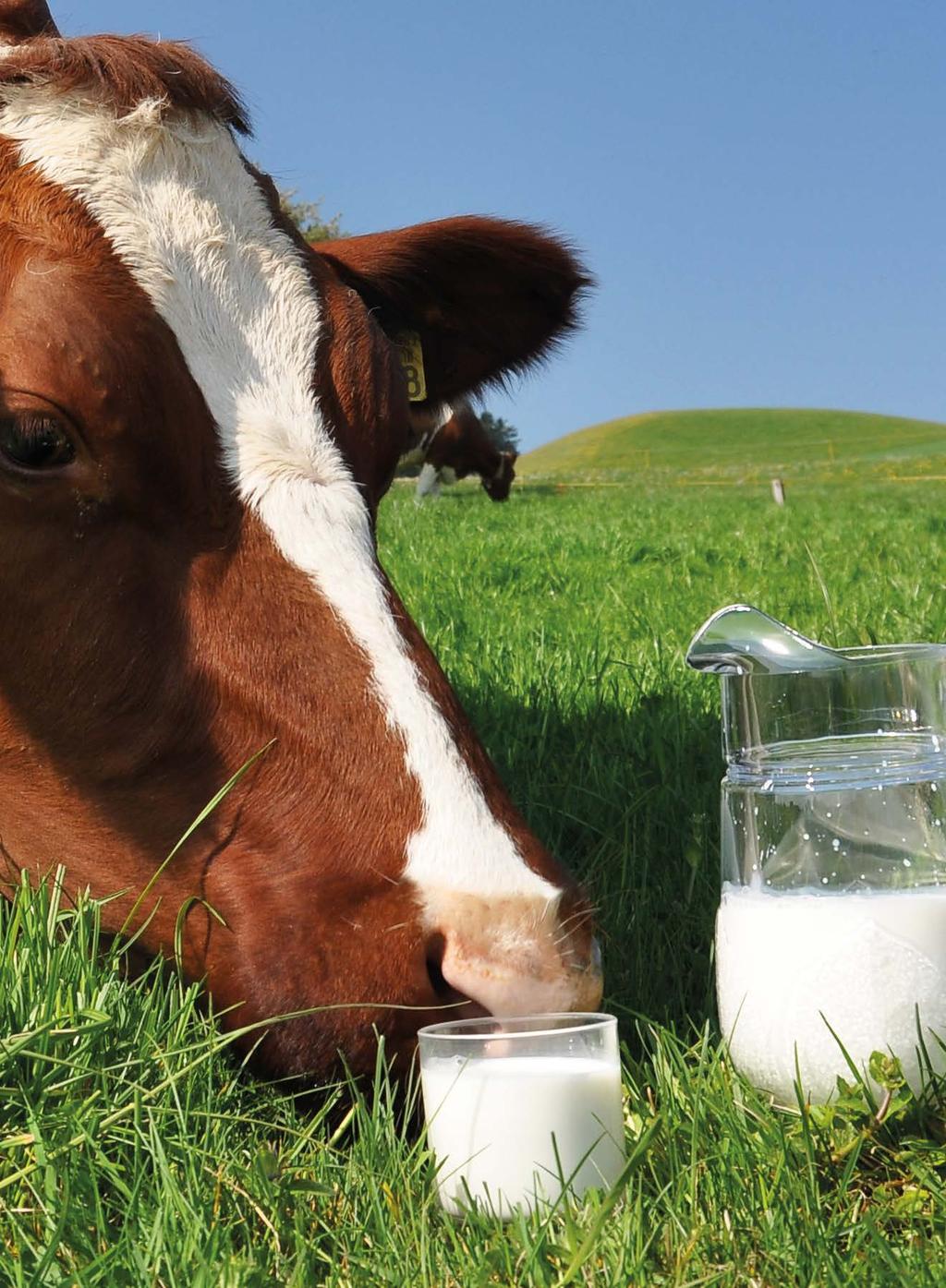 Weidemengsels Perfect MELK De hoogste kg melk per ha Speciale rassen geselecteerd met een betere celwandverteerbaarheid en hoger suikergehalte Hogere verteerbaarheid Hogere VEM door hoger