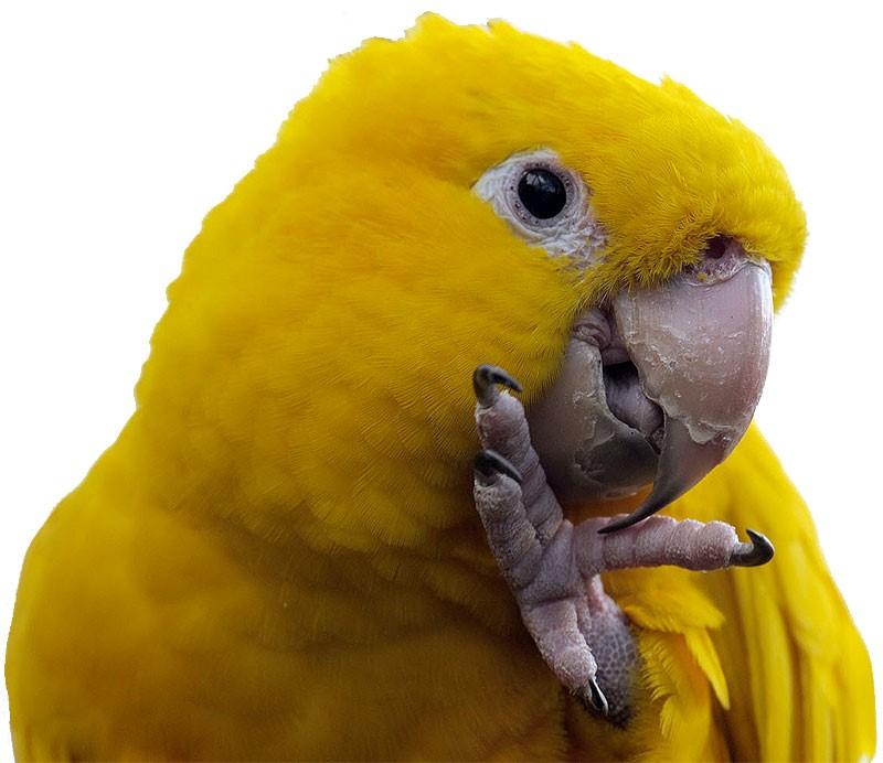 Zoek je een papegaai die fluit en een beetje praat of wil je een papegaai die het vermogen heeft om een volledige woordenschat te leren?