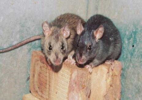 territorium Eten op de grond Eet 25 gram per dag Rattus rattus Zwarte rat, Zeer schuw : Eten van nieuw