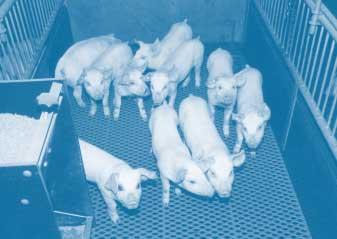Effect op gezondheid In beide experimenten hadden de dieren met Digestarom in het voer vaker en in ernstigere mate diarree dan dieren met voer zonder AMGB.