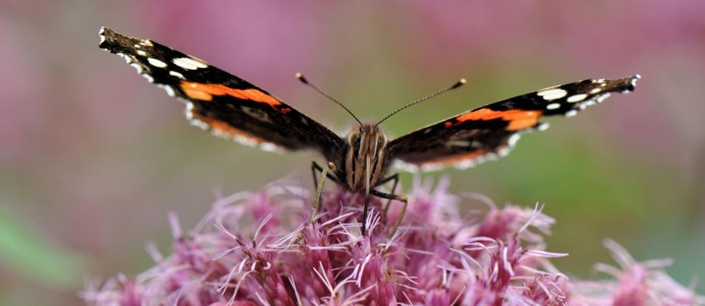 De soort is een van de grootste van de in westelijk Europa levende duizendpoten, en is vrij eenvoudig te herkennen aan zijn lengte van 20 tot 35 millimeter, roodbruine tot oranje kleur en glanzende