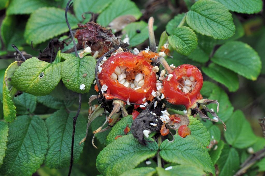 Door vogels aangevreten rozenbottels zijn een teken dat het nazomer is. Dat klinkt minder erg dan herfst en is daarom een eufemisme (verzachtende uitdrukking).