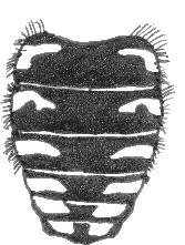 ... Anthidium oblongatum - Achterrand van het scutellum afgerond.... 2 1.1.1: A. oblongatum 2.1.1: clypeus enkel in het midden zwart 1.1: A. oblongatum 1.1.2: scutellum met kleine tandjes 2.1.2: A.