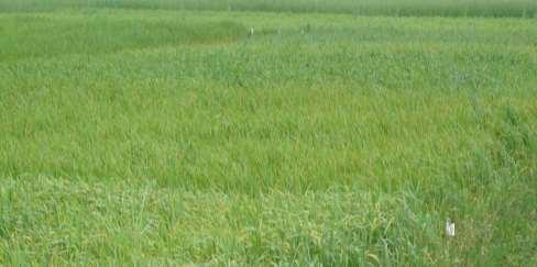 Tarwe: Landrassen IJsseldal Herintroduceren van landrassen: 20-30 in totaal Gelderse risweit, Spelt van Hoosterhof