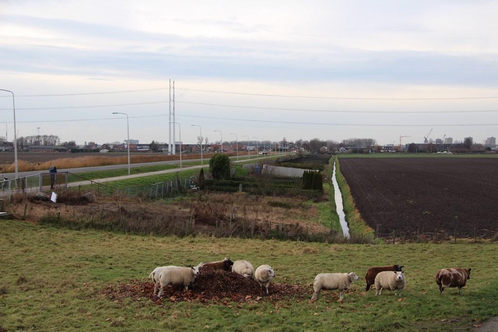 (de bovenste zes foto s) worden integraal intensief gemaaid. Ook hier geldt dat er nauwelijks kruiden aanwezig zijn.