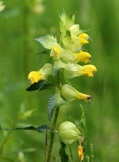 Inzaaien van grasland met ratelaar De ratelaar behoort tot de halfparasieten (Bremraapfamilie of Orobanchaceae) en dit zijn planten die wel over bladgroen of chlorofyl beschikken, maar met hun wortel