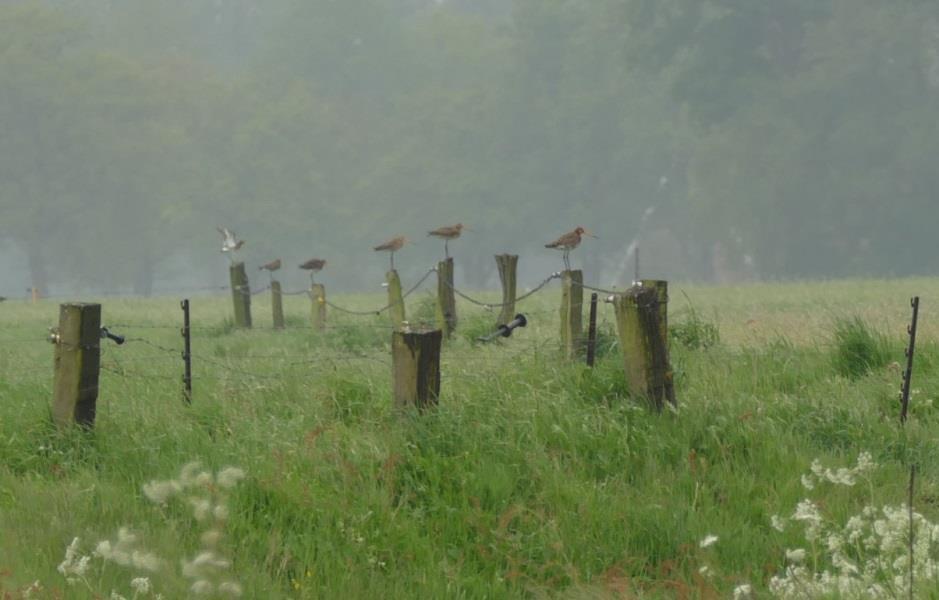 Postweg (Albergen) Het 2 e jaar weidevogelbeheer in dit kleine begrensde gebied van ca. 4 ha groot, waarin in totaal ha grasland ligt met uitgestelde maaidatum, zag er 17 6 1 6 aanvankelijk goed uit.