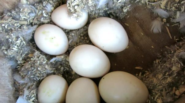 Inmiddels hadden de Nijlganzen er al wel 7 eieren gelegd!