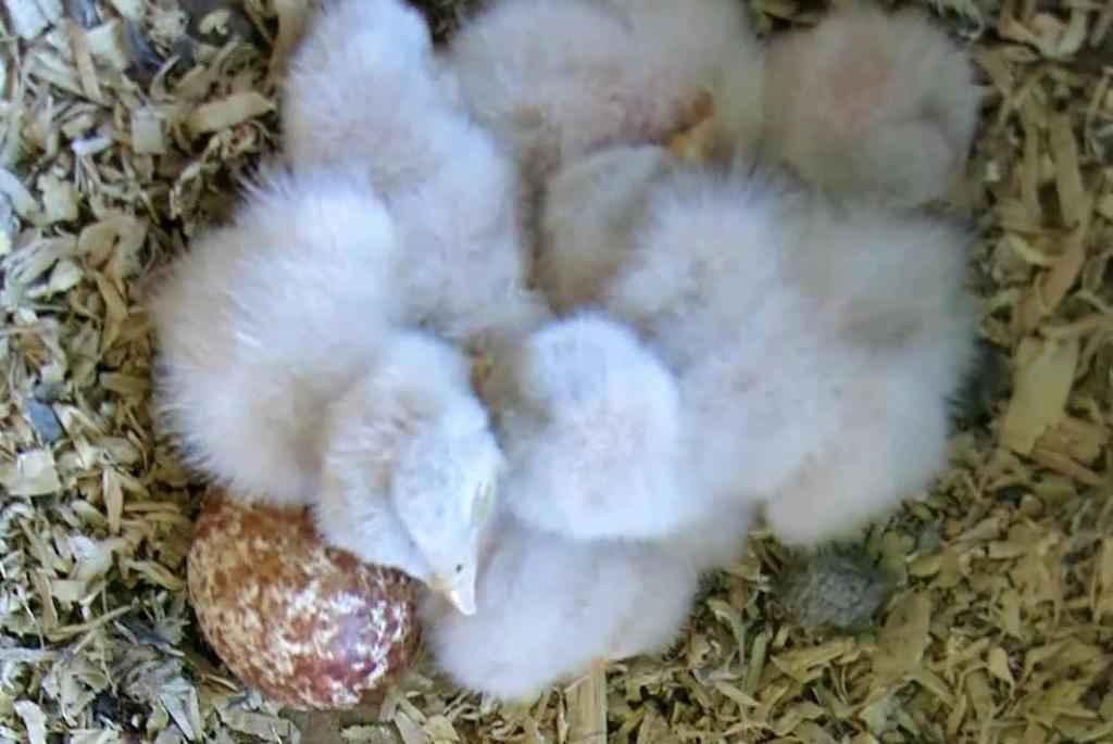 5 jongen en 1 ei. Deze kuikens zijn al helemaal opgedroogd. TV8. 6 eieren.