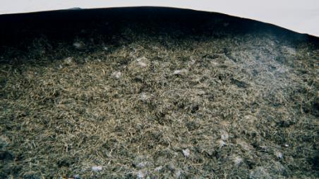 Mold growth is facilitated by an elevated ph due to aerobic lactic acid consuming yeast
