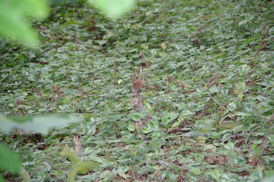 Het weer hebben we niet in de hand, maar wat voor weer het ook zal zijn, de mooiste planten staan in bloei en het insectenleven is uitbundig.